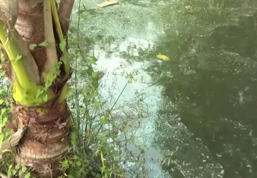 Cơ sở gia công mít gây ô nhiễm, người dân khổ vì mùi hôi và nước thải Cơ sở gia công mít gây ô nhiễm, người dân khổ vì mùi hôi và nước thải
