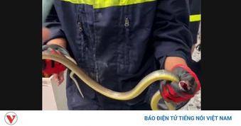 Cô trò ở TP.HCM thót tim vì con rắn hơn 1m xông thẳng vào lớp học mầm non