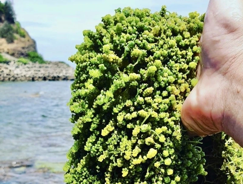 Cồn Cỏ – mùa gió mới từ một hòn đảo tiền tiêu Cồn Cỏ – mùa gió mới từ một hòn đảo tiền tiêu