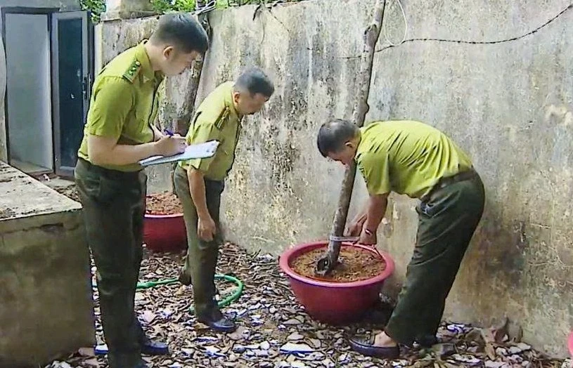 'Cơn sốt' cây muội hồng làm tăng việc khai thác, mua bán trái phép 'Cơn sốt' cây muội hồng làm tăng việc khai thác, mua bán trái phép