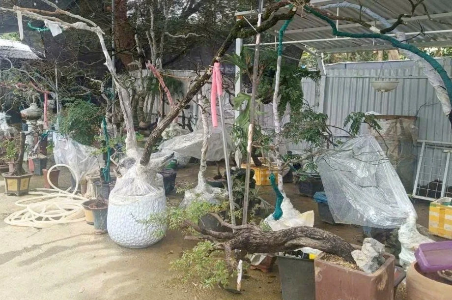 'Cơn sốt' cây muội hồng làm tăng việc khai thác, mua bán trái phép 'Cơn sốt' cây muội hồng làm tăng việc khai thác, mua bán trái phép
