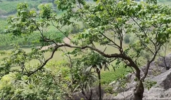 'Cơn sốt' cây muội hồng làm tăng việc khai thác, mua bán trái phép