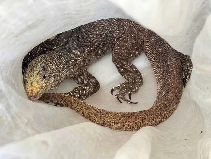 Con vật quý nặng 5 kg "đi lạc" vào khu dân cư, nhiều người lần đầu nhìn thấy Con vật quý nặng 5 kg "đi lạc" vào khu dân cư, nhiều người lần đầu nhìn thấy