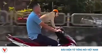 Công an làm việc với người đi xe máy đầu trần, chở chó được đội mũ kiểu bảo hiểm