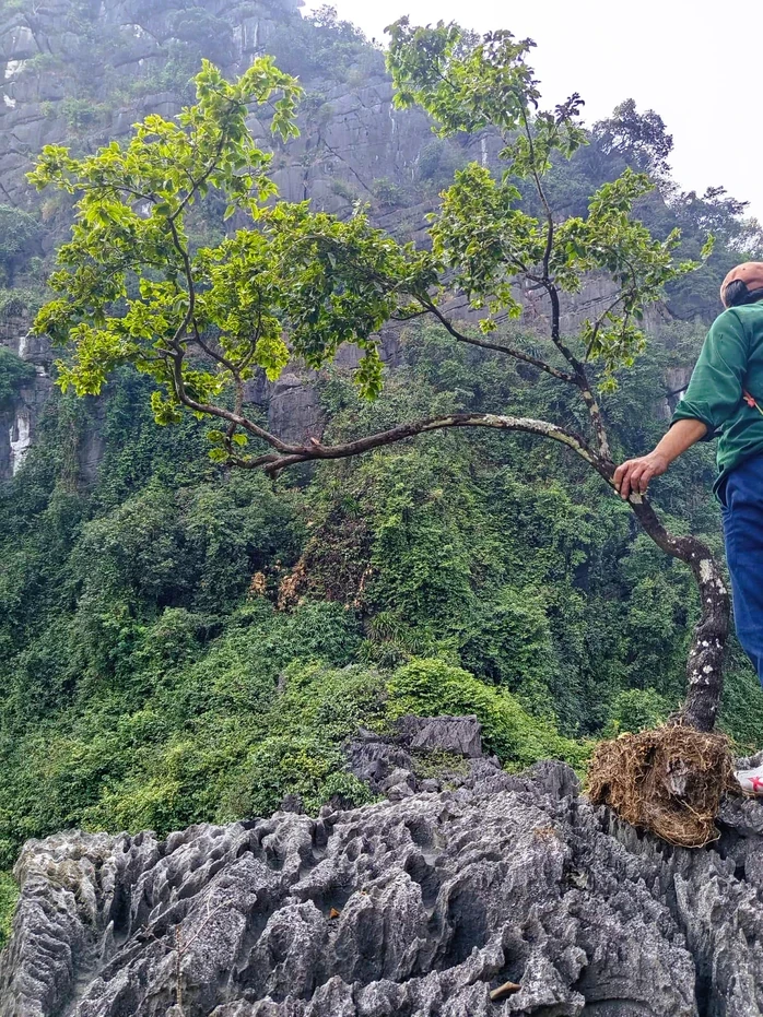 Công an thu giữ 15 phôi cây muội hồng ở bưu điện