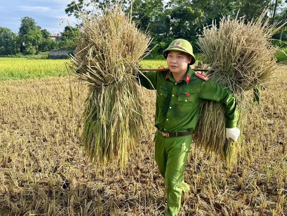 Công an xã xuống đồng giúp dân thu hoạch lúa tại Thanh Hóa