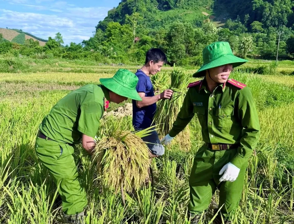 Công an xã xuống đồng giúp dân thu hoạch lúa tại Thanh Hóa