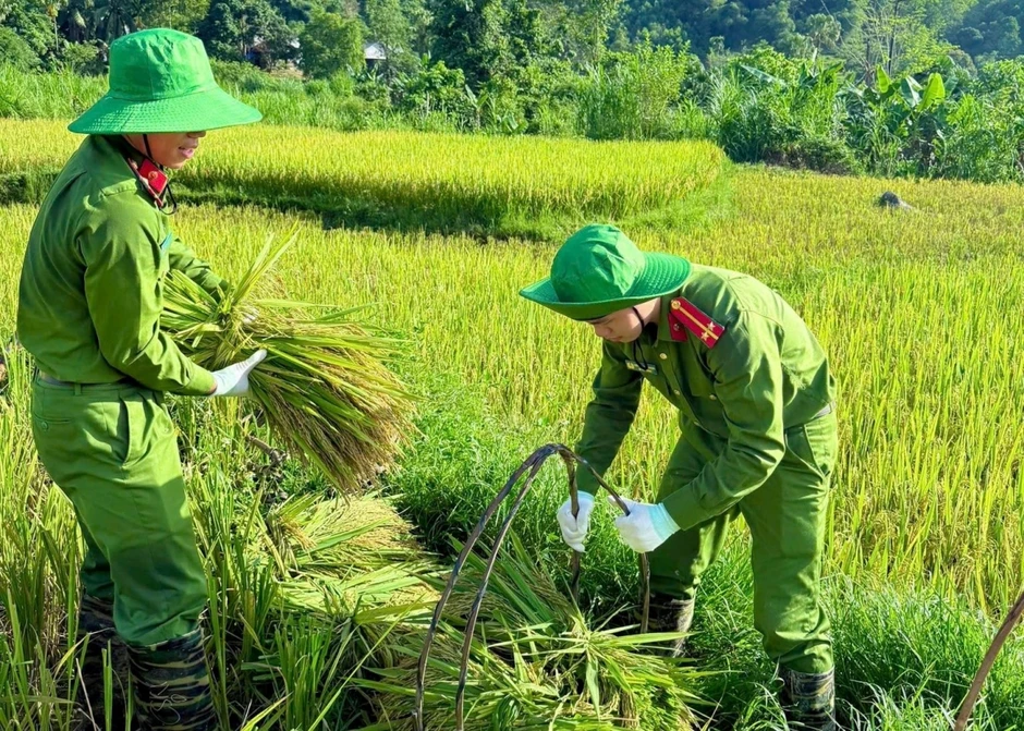 Công an xã xuống đồng giúp dân thu hoạch lúa tại Thanh Hóa