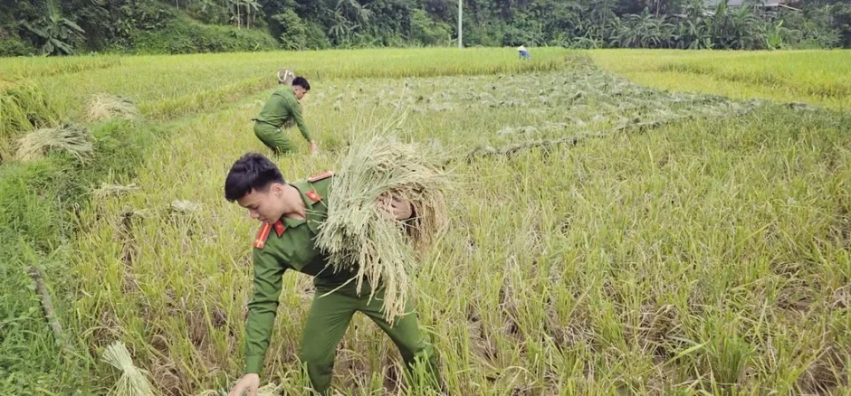 Công an xã xuống đồng giúp dân thu hoạch lúa tại Thanh Hóa
