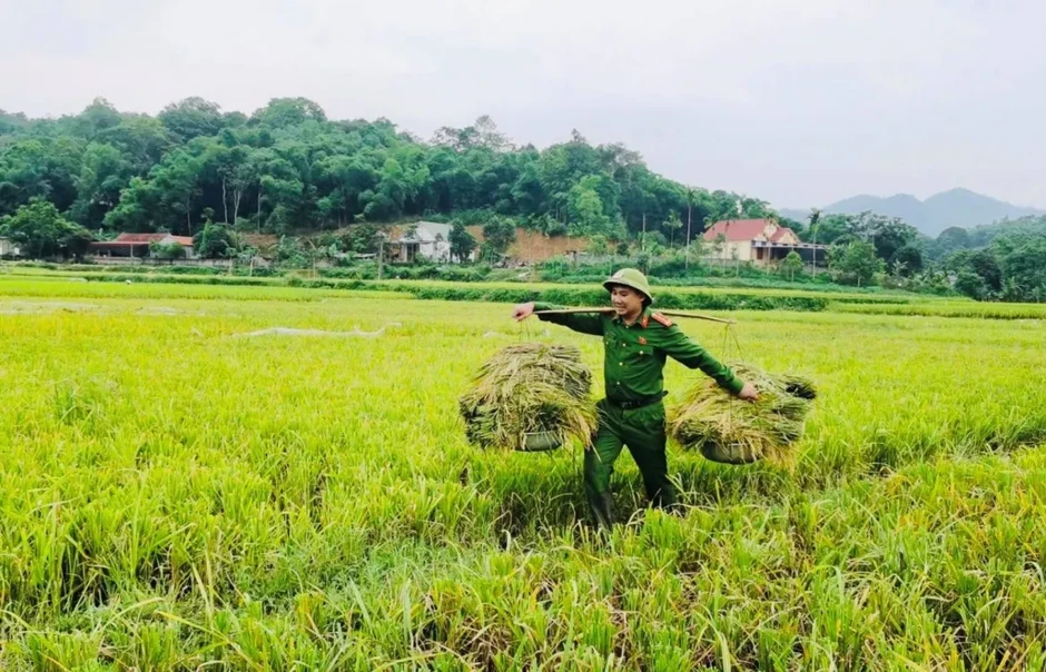 Công an xã xuống đồng giúp dân thu hoạch lúa tại Thanh Hóa