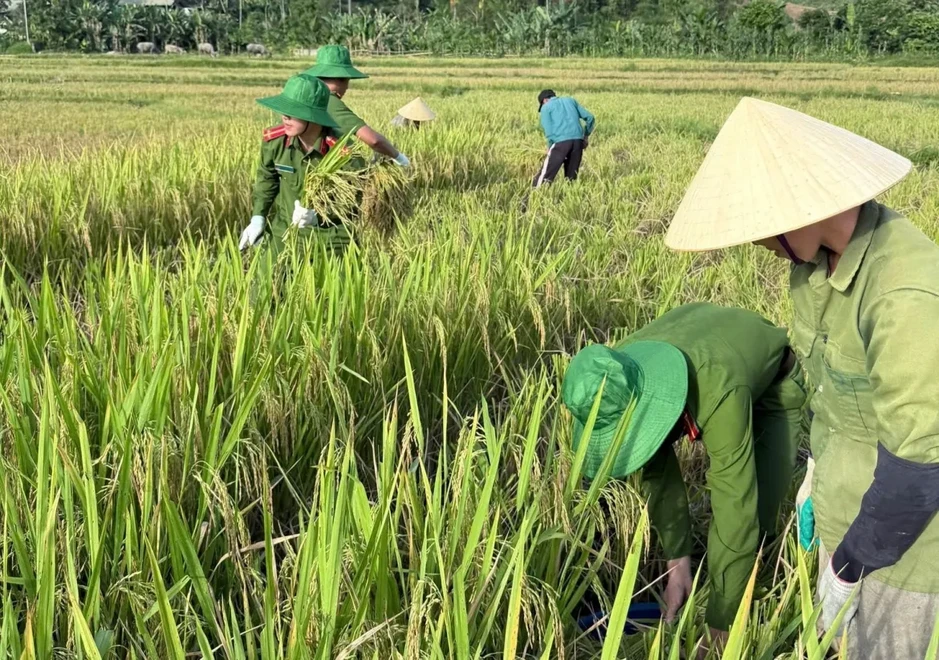 Công an xã xuống đồng giúp dân thu hoạch lúa tại Thanh Hóa