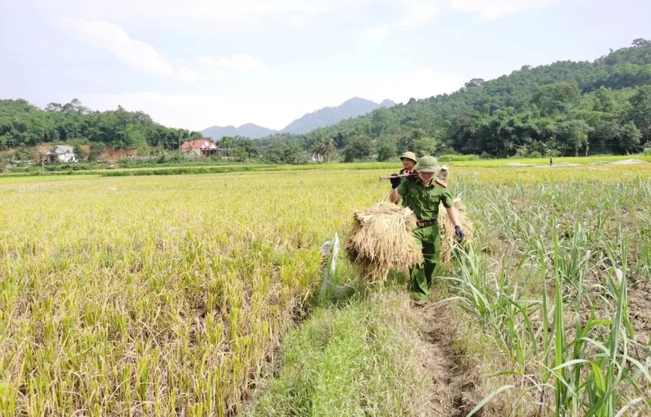 Công an xã xuống đồng giúp dân thu hoạch lúa tại Thanh Hóa