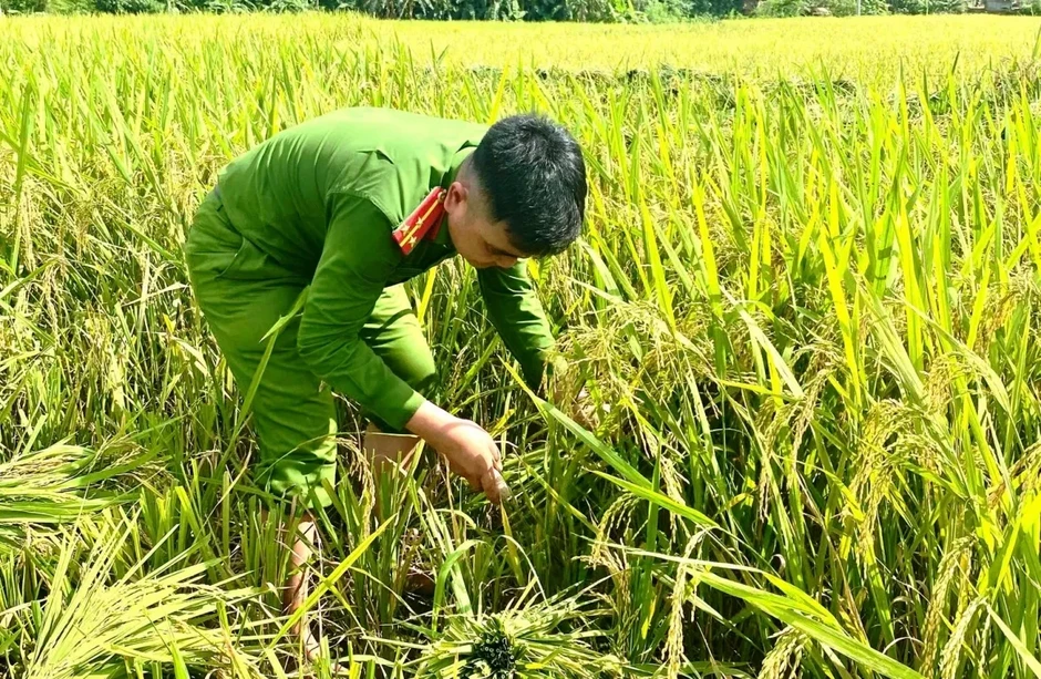 Công an xã xuống đồng giúp dân thu hoạch lúa tại Thanh Hóa
