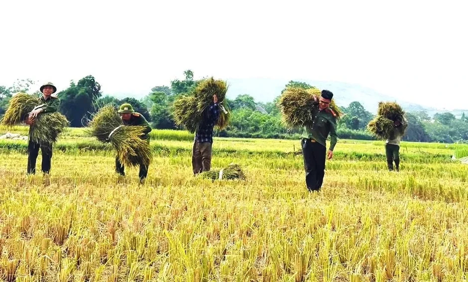 Công an xã xuống đồng giúp dân thu hoạch lúa tại Thanh Hóa