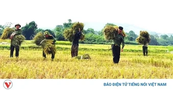 Công an xã xuống đồng giúp dân thu hoạch lúa tại Thanh Hóa