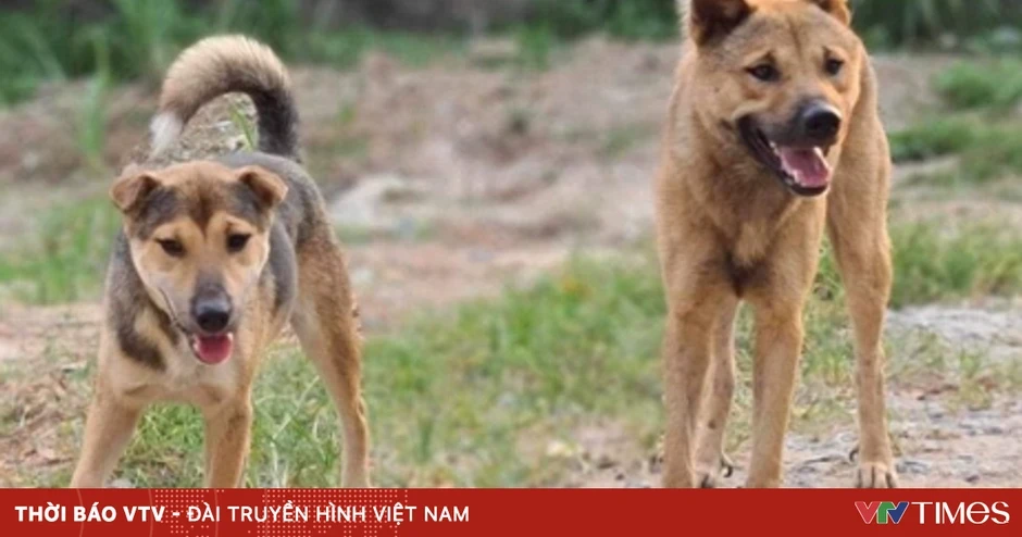 Cụ ông 83 tuổi tử vong sau khi bị chó nuôi trong nhà tấn công Cụ ông 83 tuổi tử vong sau khi bị chó nuôi trong nhà tấn công