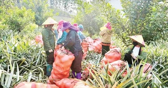 Cuộc sống ấm no của người dân xã miền núi Pú Nhung