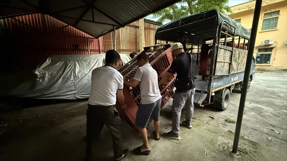 Cứu hộ 3 con gấu ngựa đưa về Vườn quốc gia Bạch Mã Cứu hộ 3 con gấu ngựa đưa về Vườn quốc gia Bạch Mã