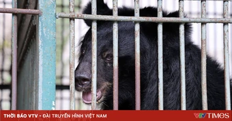 Cứu hộ 4 cá thể gấu nuôi nhốt, đưa về Bạch Mã chăm sóc