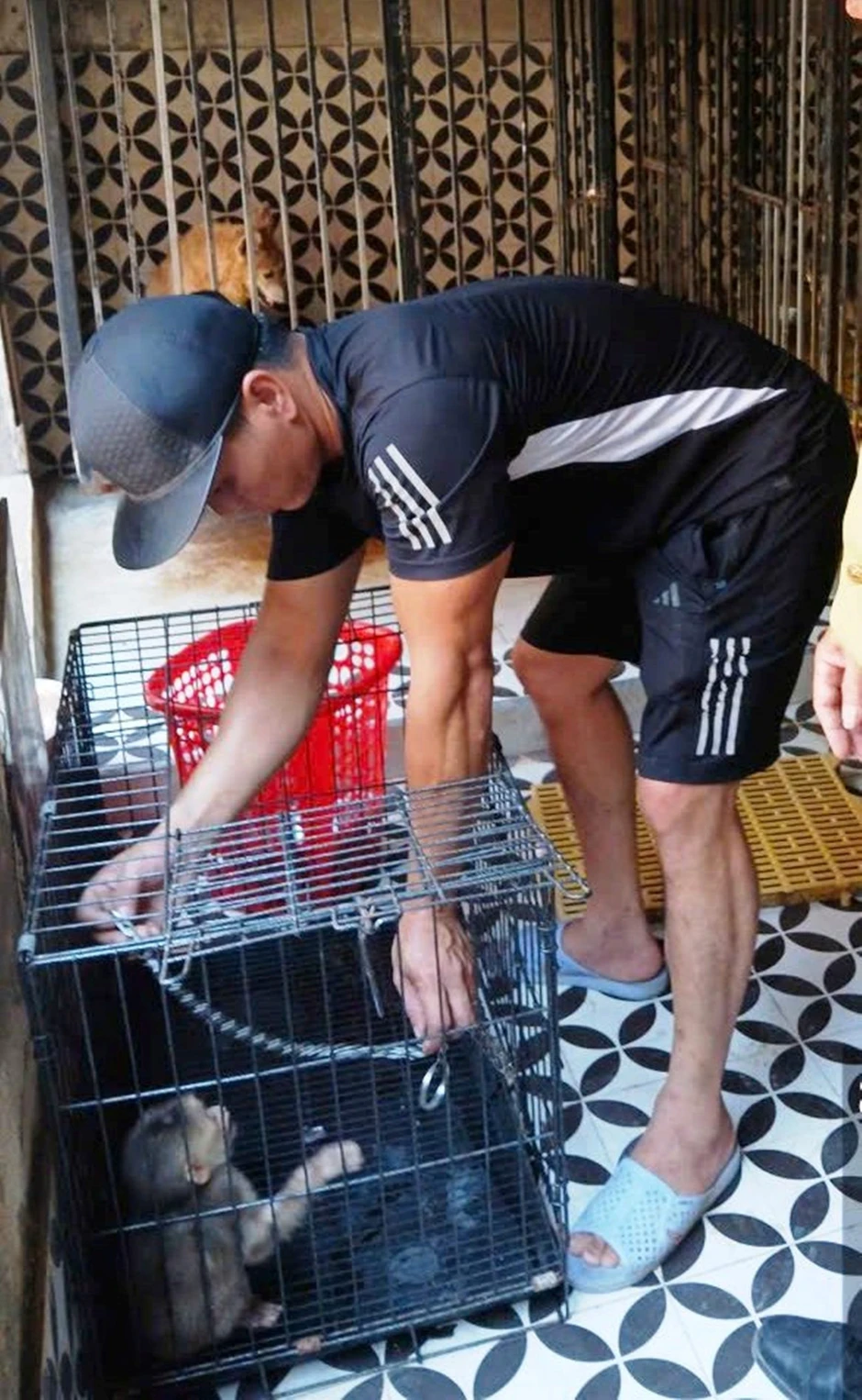 Cứu khỉ mặt đỏ mắc bẫy bị hoại tử một chân Cứu khỉ mặt đỏ mắc bẫy bị hoại tử một chân