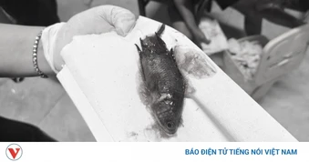 Cứu kịp thời người đàn ông bị con cá rô sống chui vào cổ họng