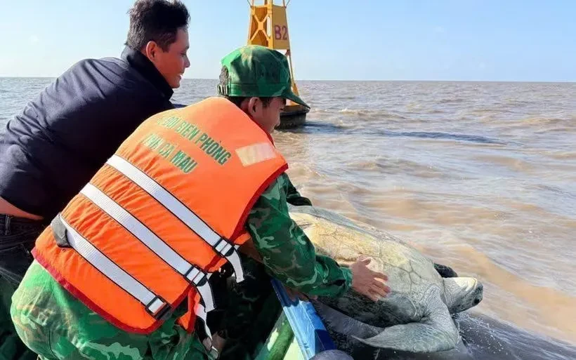Cứu và thả cá thể vích quý hiếm nặng 120kg về môi trường tự nhiên Cứu và thả cá thể vích quý hiếm nặng 120kg về môi trường tự nhiên