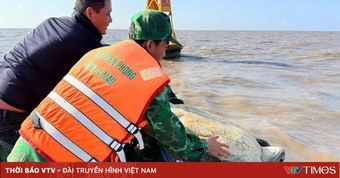 Cứu và thả cá thể vích quý hiếm nặng 120kg về môi trường tự nhiên