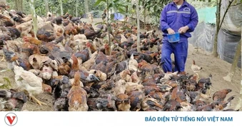 Đa dạng mô hình giảm nghèo ở miền núi Đà Nẵng
