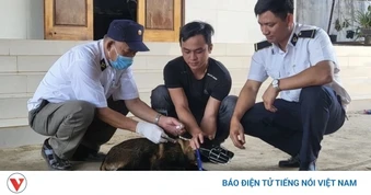 Đắk Lắk ghi nhận trường hợp thứ 2 tử vong trong năm 2026 nghi do mắc bệnh dại