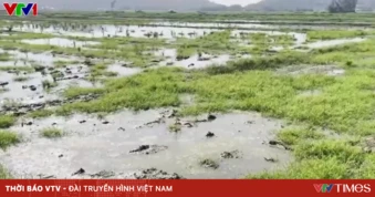 Đắk Lắk: Hàng trăm hecta ruộng bỏ hoang vì nhiễm mặn sau lũ