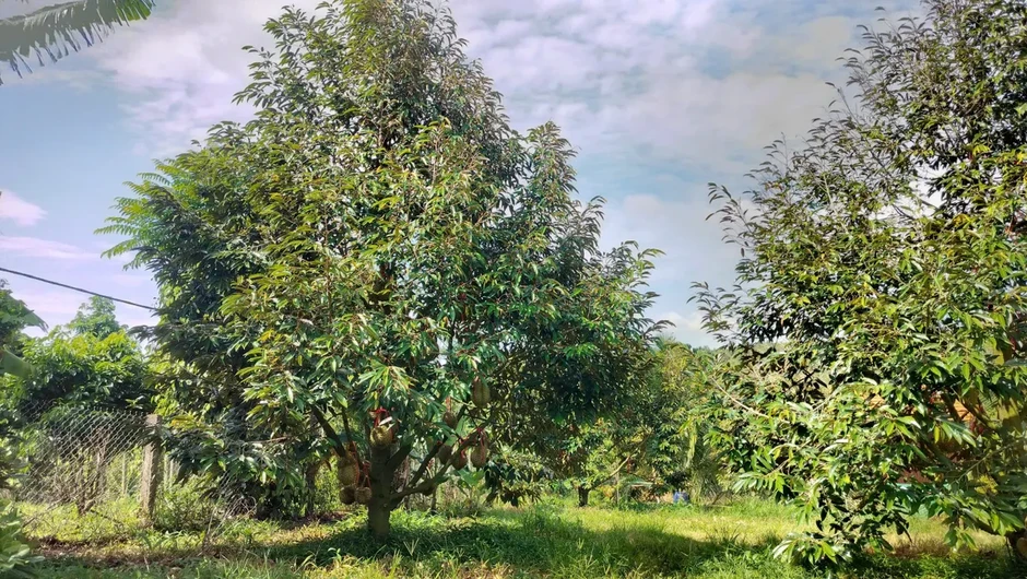 Đắk Lắk tăng cường quản lý toàn chuỗi ngành hàng sầu riêng, bảo vệ thương hiệu xuất khẩu Đắk Lắk tăng cường quản lý toàn chuỗi ngành hàng sầu riêng, bảo vệ thương hiệu xuất khẩu
