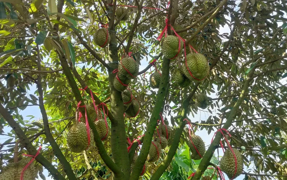 Đắk Lắk tăng cường quản lý toàn chuỗi ngành hàng sầu riêng, bảo vệ thương hiệu xuất khẩu Đắk Lắk tăng cường quản lý toàn chuỗi ngành hàng sầu riêng, bảo vệ thương hiệu xuất khẩu