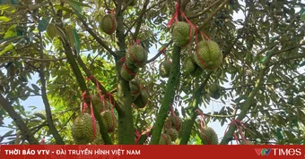 Đắk Lắk tăng cường quản lý toàn chuỗi ngành hàng sầu riêng, bảo vệ thương hiệu xuất khẩu