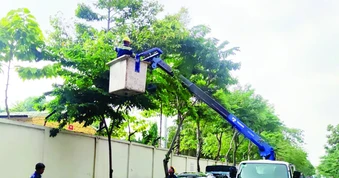 Đảm bảo an toàn cây xanh mùa mưa bão
