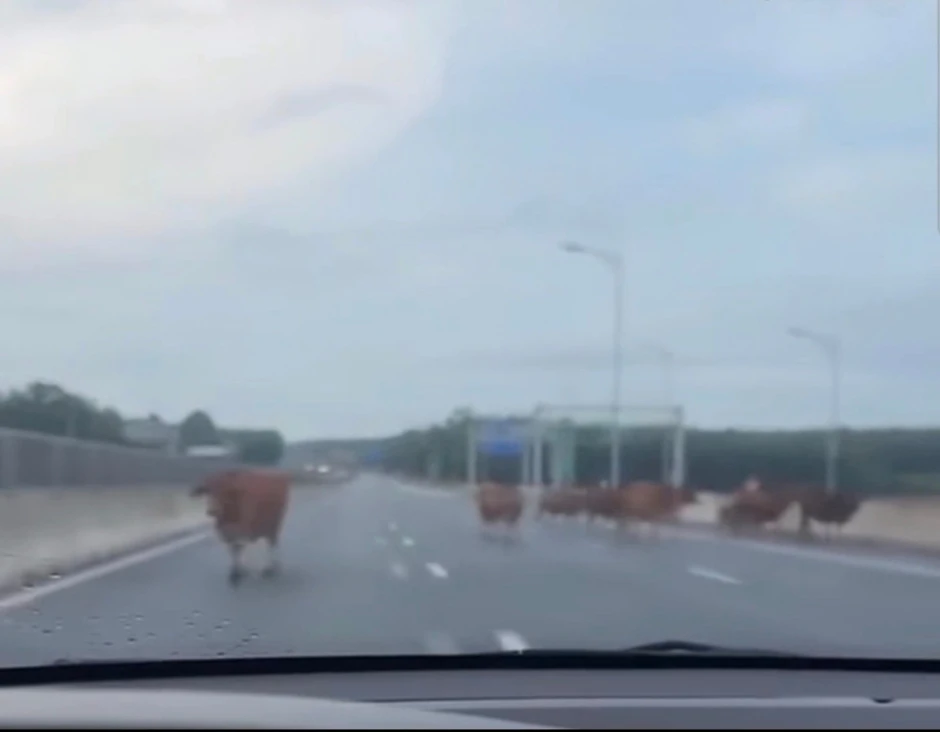 Đàn bò bất ngờ lạc vào cao tốc Vạn Ninh - Cam Lộ, đe dọa an toàn giao thông Đàn bò bất ngờ lạc vào cao tốc Vạn Ninh - Cam Lộ, đe dọa an toàn giao thông