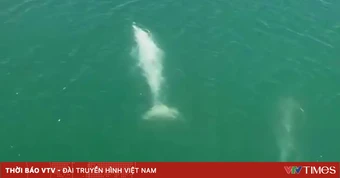 Đàn cá heo cỡ lớn bất ngờ xuất hiện gần bờ biển đảo Cái Chiên