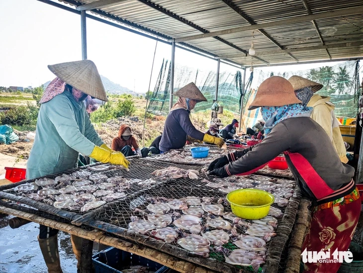 Dân kêu trời vì mùi hôi thối từ 50 cơ sở chế biến mực xà Dân kêu trời vì mùi hôi thối từ 50 cơ sở chế biến mực xà