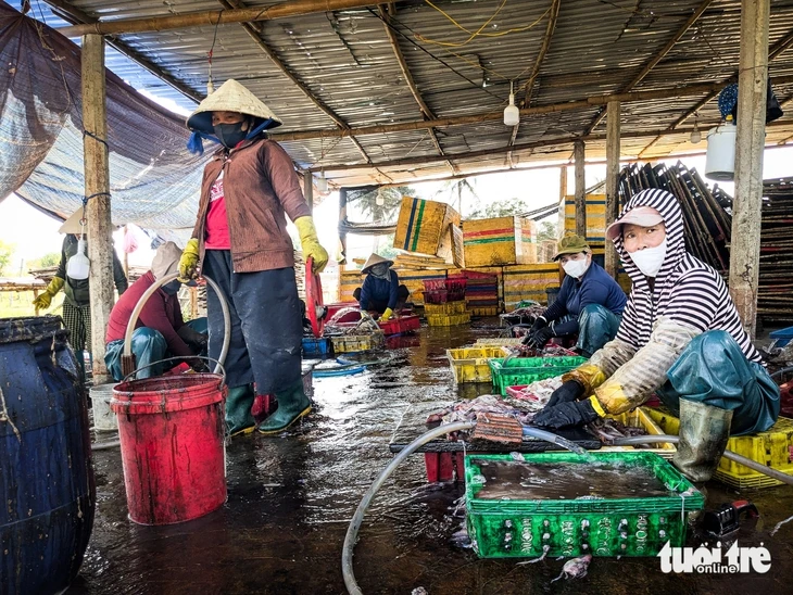 Dân kêu trời vì mùi hôi thối từ 50 cơ sở chế biến mực xà Dân kêu trời vì mùi hôi thối từ 50 cơ sở chế biến mực xà