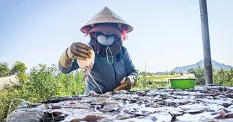 Dân kêu trời vì mùi hôi thối từ 50 cơ sở chế biến mực xà