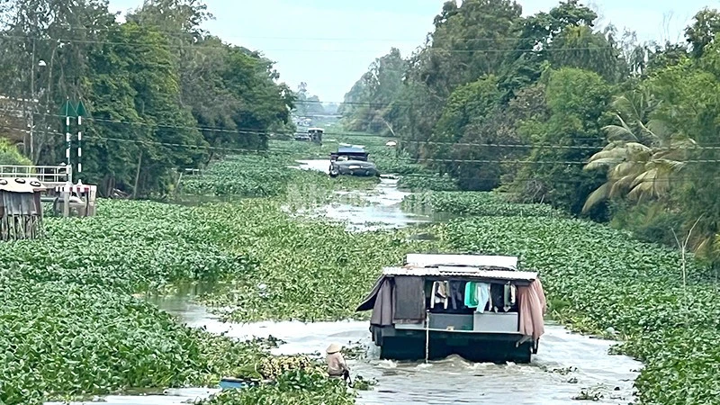 Dân tiếp tục “kêu cứu” vì lục bình dày đặc trên kênh, sông Dân tiếp tục “kêu cứu” vì lục bình dày đặc trên kênh, sông