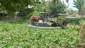 Dân tiếp tục “kêu cứu” vì lục bình dày đặc trên kênh, sông