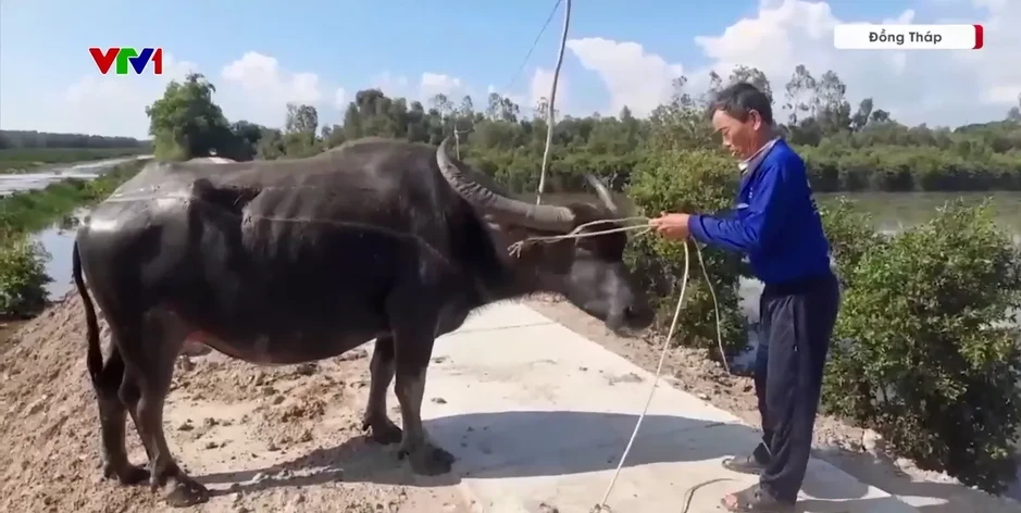 Đàn trâu thả rông đe dọa hệ sinh thái Vườn Quốc gia Tràm Chim Đàn trâu thả rông đe dọa hệ sinh thái Vườn Quốc gia Tràm Chim