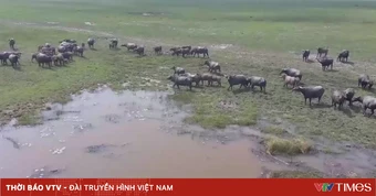 Đàn trâu thả rông đe dọa hệ sinh thái Vườn Quốc gia Tràm Chim