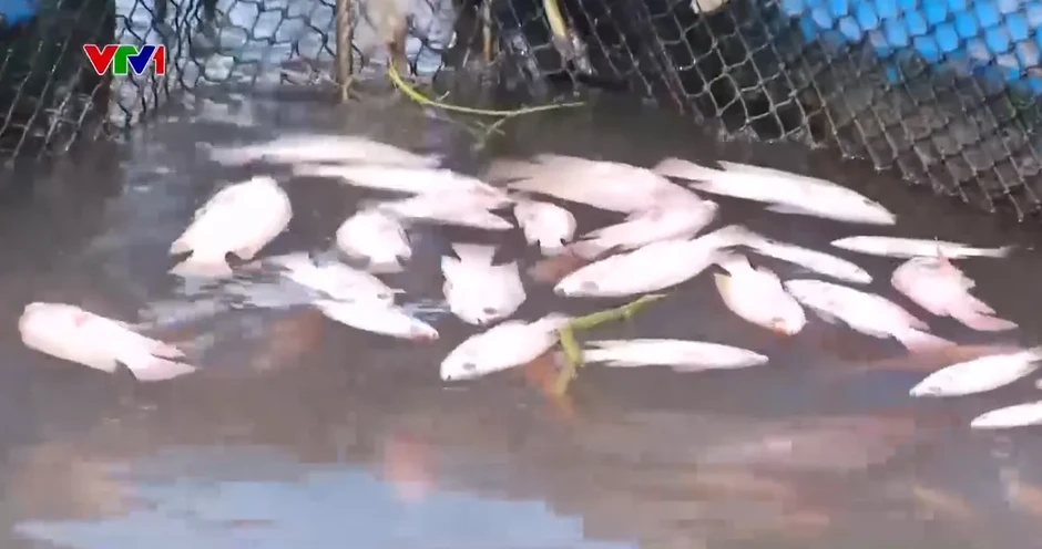 Đánh bắt thủy sản bằng điện làm chết cá lồng bè Đánh bắt thủy sản bằng điện làm chết cá lồng bè