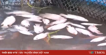 Đánh bắt thủy sản bằng điện làm chết cá lồng bè
