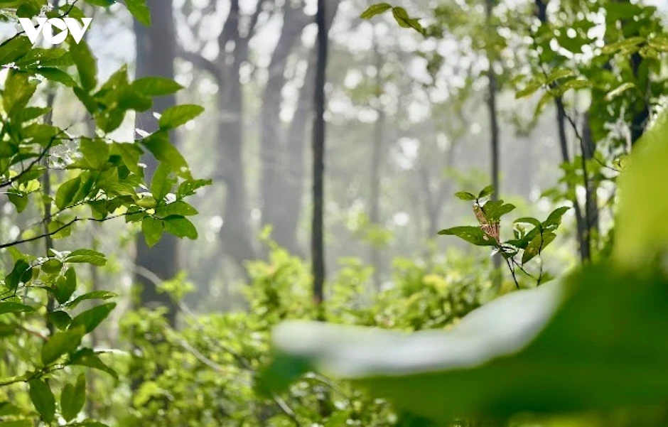 Đầu tư bảo tồn các khu Ramsar vì một Việt Nam xanh Đầu tư bảo tồn các khu Ramsar vì một Việt Nam xanh