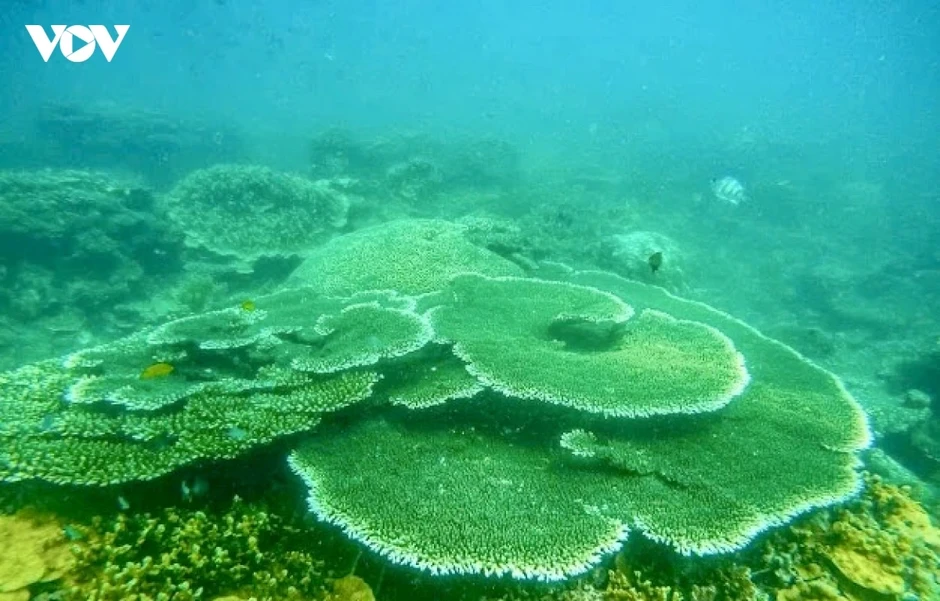 Đầu tư bảo tồn các khu Ramsar vì một Việt Nam xanh Đầu tư bảo tồn các khu Ramsar vì một Việt Nam xanh