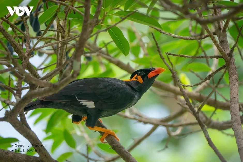 Đầu tư bảo tồn các khu Ramsar vì một Việt Nam xanh Đầu tư bảo tồn các khu Ramsar vì một Việt Nam xanh