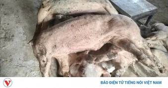 Dịch tả châu Phi bùng phát trở lại, Lâm Đồng tiêu huỷ gần 10.000 con lợn