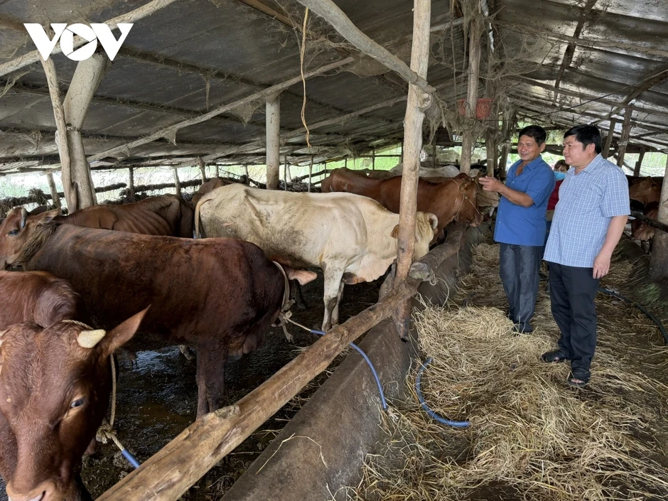 Dịch tả heo Châu Phi bùng phát, Cần Thơ tiêu hủy cả trăm con heo mắc bệnh